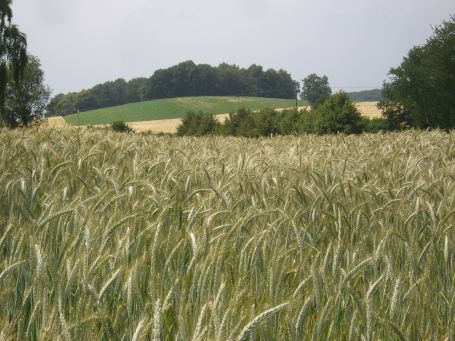 Sonsbeck : Sonsbecker Schweiz, Ausblick vom Bögelscher Weg